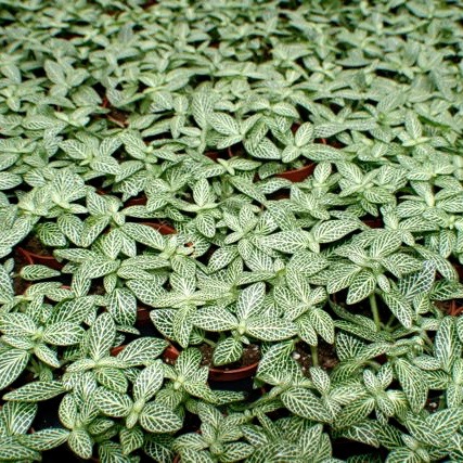 Fittonia mini white in pot